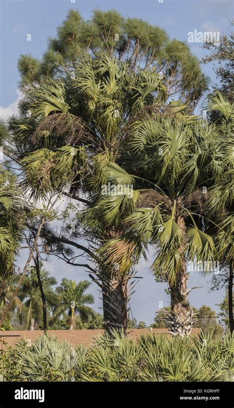 Cabbage sabal palm tree hi-res stock photography and images - Alamy