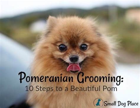 Pomeranian Grooming: 10 Steps to a Beautiful Pom