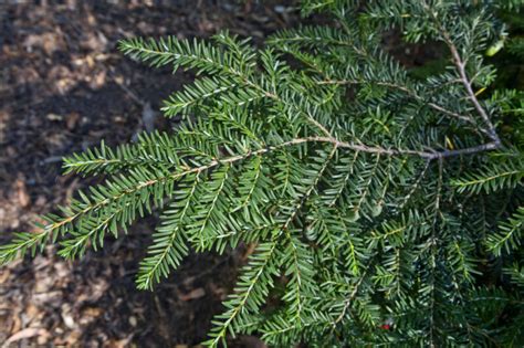 Branch of an Eastern Hemlock Tree | ClipPix ETC: Educational Photos for ...