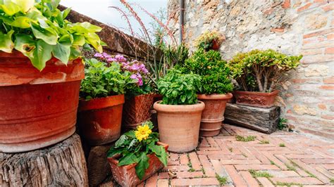 Best Plants To Live On A Balcony – Forbes Home