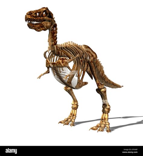 Scheletro Di Dinosauro Skelett Immagini E Fotografie Stock Ad Alta