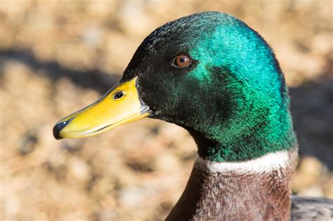 Mallard Duck Free Stock Photo Public Domain Pictures