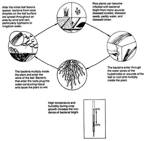 Rice Bacterial Diseases Bacterial Leaf Blight