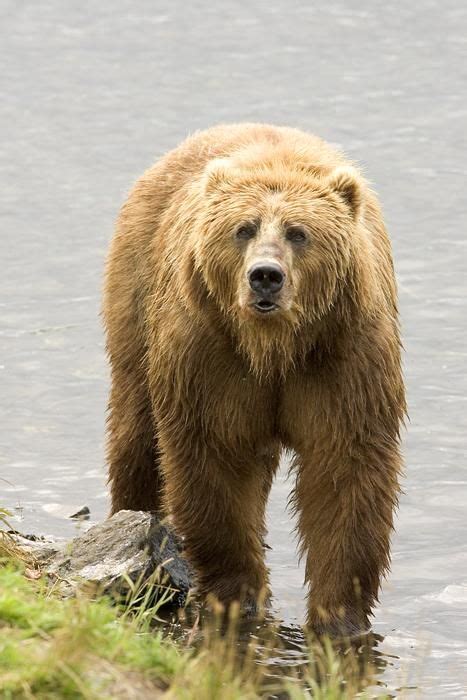 File:Grizzly bear brown bear.jpg - Wikimedia Commons