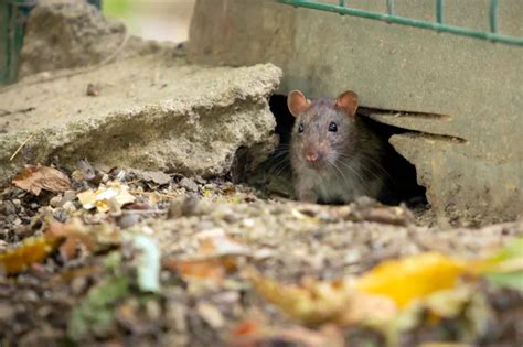 Terrenos Vizinhos Ratos Por Que Investir Na Desratiza O Rota