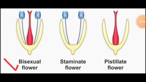 Staminate Flower Pistillate Flower Youtube