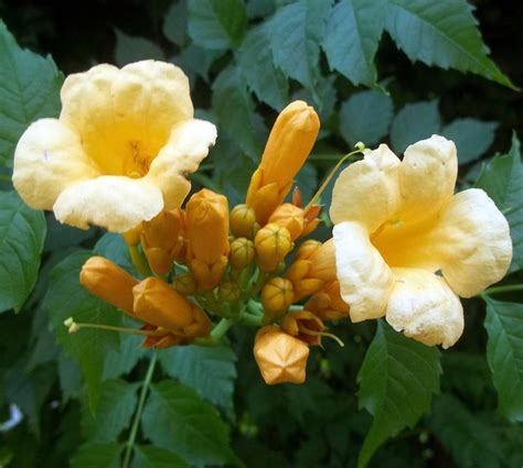 Yellow Trumpet Vine Plant Campsis Radicans Flava - Etsy