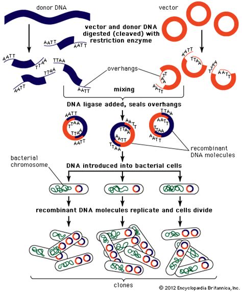 Recombinant Dna Definition Steps Examples And Invention Britannica