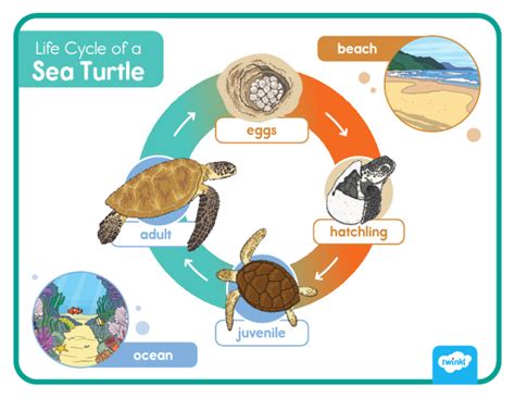 Life Cycle of A Sea Turtle Word Mat Us S 253 - Ver - 2 | PDF