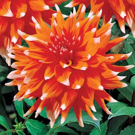 3 Count Holland Festival Dahlia Bulbs (Lb21751) at Lowes.com