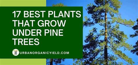 17 Best Plants That Grow Under Pine Trees