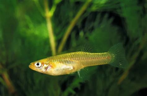 10 Fish That Eat Mosquito Larvae But Not Tadpoles Aquarium Labs