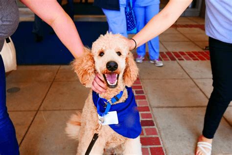 A Day In The Life Of A Disaster Relief Dog