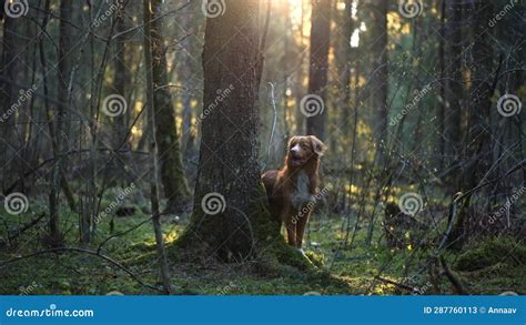 Perro En El Bosque Recuperador De Peaje Feliz En La Naturaleza