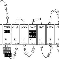 Effects Of K On Na H And Li H Exchange Activities Everted