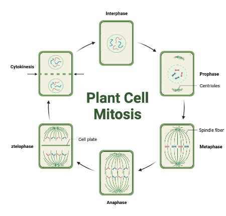 Analyzing the Role of Plasmodesmata in Cell-cell Communication in ...