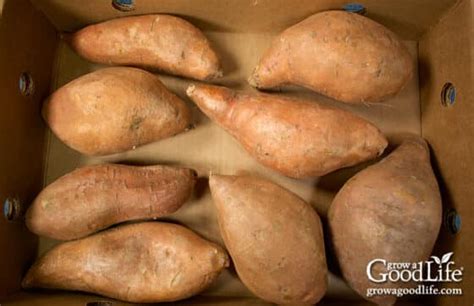 Harvesting Curing And Storing Sweet Potatoes