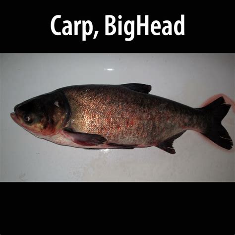 Carp, Bighead - Alberta Invasive Species Council