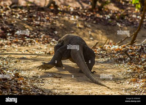 Komodo Dragon on Comodo Island, Indonesia, UNESCO World Heritage Centre ...