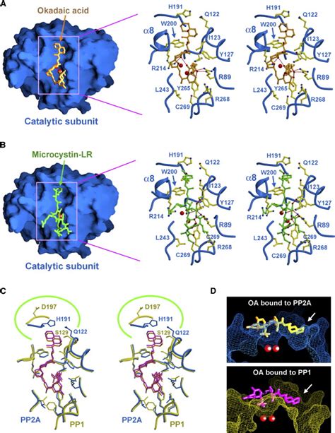 Structure Of Protein Phosphatase 2a Core Enzyme Bound To Tumor Inducing Toxins Cell