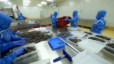 Understand Frozen Shrimp Factory Processing Step By Step Frozen