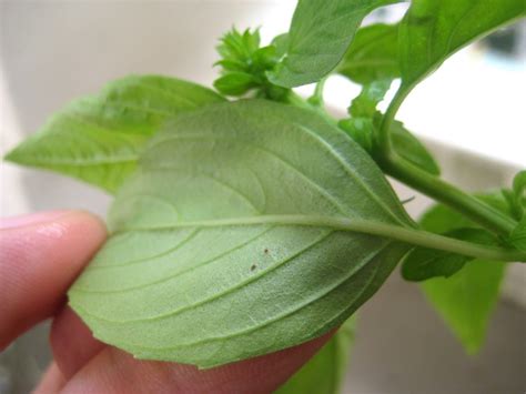 Red Spider Mites And Eggs On A Basil Leaf Jimmy Tans Photo Gallery