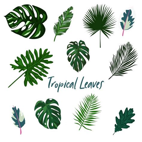 Premium Vector Tropical Leaves Set Isolated