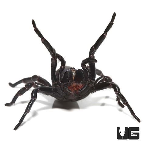 Thai Funnel Web Spider For Sale Underground Reptiles