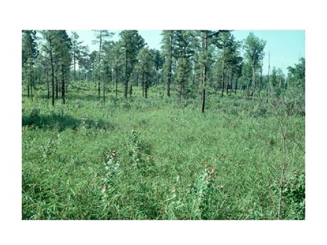 Construction Of Templates For Restoration Of Longleaf Pine