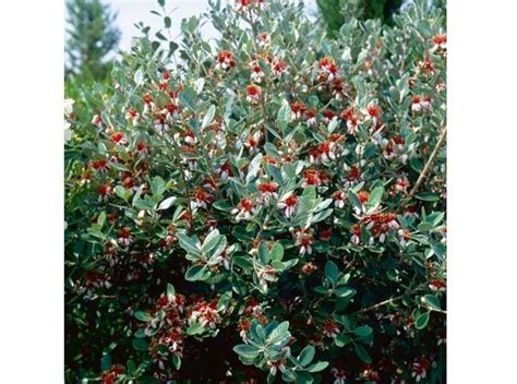 Pineapple Guava Shrub Garden Plantation