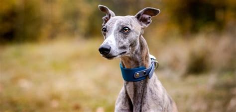 Whippet Der Schnelle Läufer Die Wichtigsten Infos Auf Eine Blick