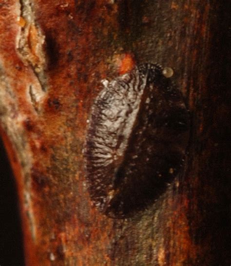 Soft Scale Insect On Honey Locust 1st Year Twig BugGuide Net