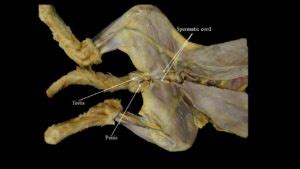 Cat urogenital systems | Atlas of Comparative Vertebrate Anatomy