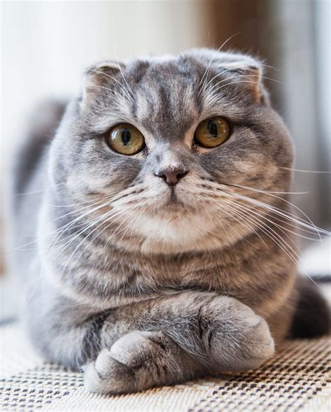 22 Cutest Cat Breeds Youll Want To Adopt