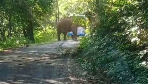 கேரளாவில் குமுளி வன பகுதியில் பயணிகளுடன் சென்ற அரசு பஸ்சை வழிமறித்த