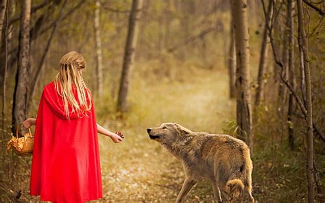 Lobo Gris Y Capa Roja De Mujer Bosque Lobo Ni A Rojo Y Lobo Fondo