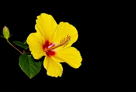 One Of My Wife S Amazing Hibiscus Plant Flowers Lens SMC Takumar