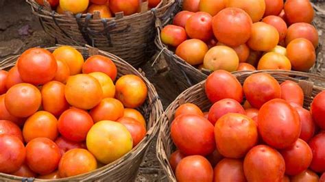 Govt To Sell Tomatoes At Rs Per Kg From Aug Daijiworld