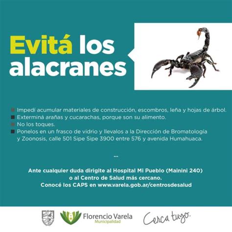 Cómo actuar ante la aparición de Alacranes La Colmena