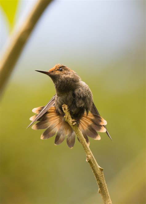 Topetinho Vermelho Lophornis Magnificus Luana Bianquini Flickr