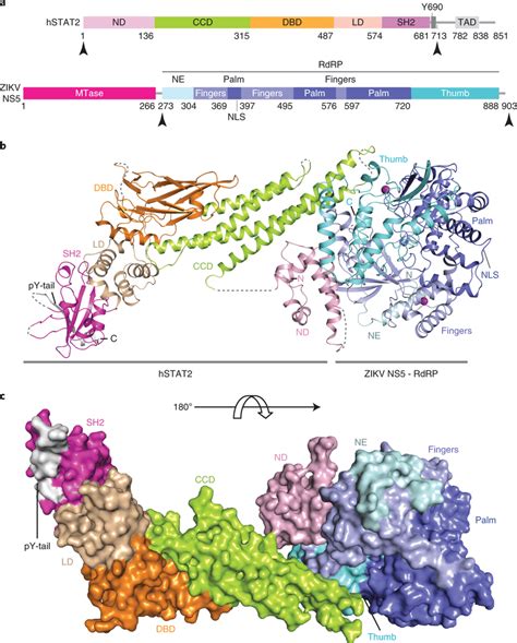 Crystal Structure Of The Rdrp Domain Of Zikv Ns In Complex With