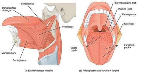 Intrinsic Muscles Of The Tongue