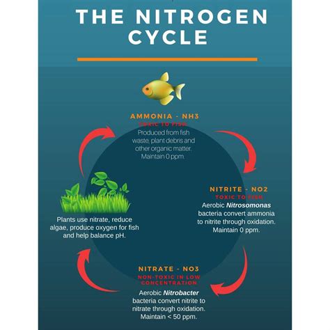 Freshwater Aquarium Water Quality: The Nitrogen Cycle & Optimal Water ...