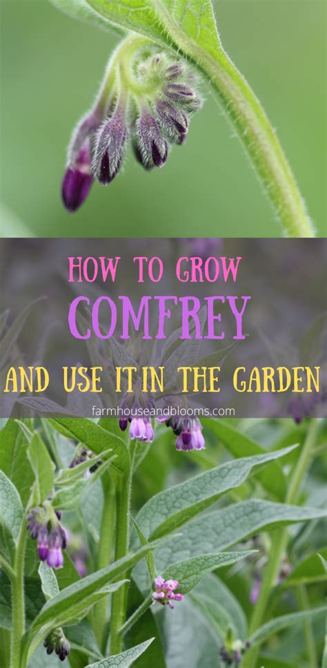 How To Grow Comfrey And Use It In The Garden Artofit