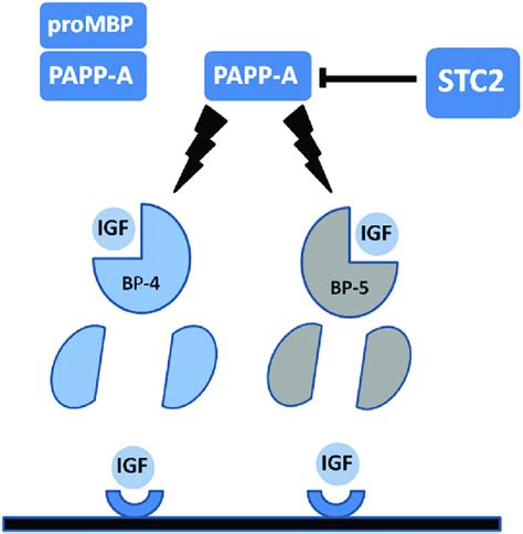 Diagrammatic Representation Of Pregnancy Associated Plasma Protein A