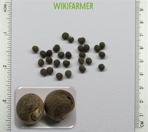 Okra Wikifarmer