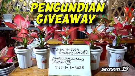 Mantap Pengundian Giveaway Aglonema Season Youtube