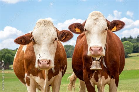 Two Cows With A Cowbell Next To Each Other Medium Shot Standing