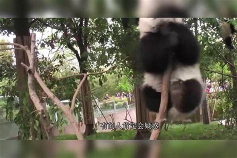 为什么狮子老虎不敢攻击大熊猫？是因为打不过吗？看完明白了 大熊猫 老虎 攻击