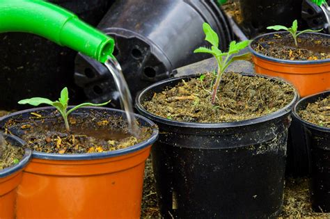 How To Plant Tomatoes In Pots at Alice Hager blog